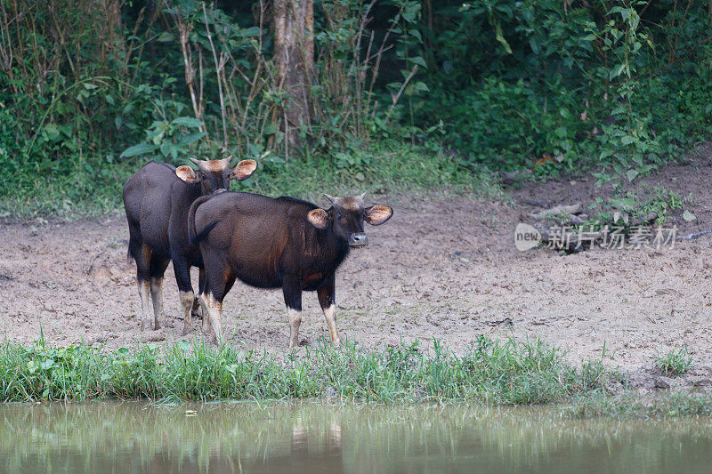 动物:小群野牛，也被称为印度野牛(Bos gaurus)